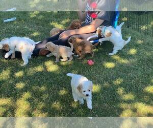 Cavapoo Puppy for sale in ANDICE, TX, USA