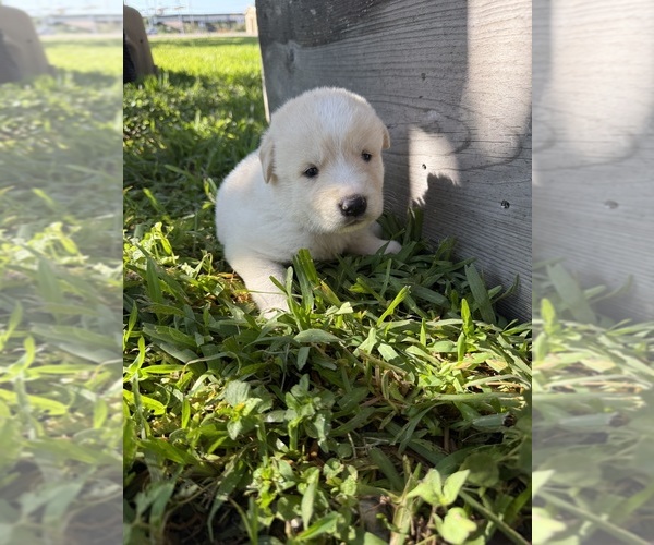 Medium Photo #19 Ausky-Great Pyrenees Mix Puppy For Sale in EDNA, TX, USA