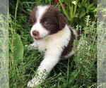 Small Photo #3 Australian Shepherd Puppy For Sale in LINDEN, TN, USA