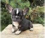 Small Photo #1 French Bulldog Puppy For Sale in MIDDLEBURY, IN, USA