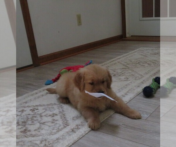 Medium Photo #6 Golden Retriever Puppy For Sale in MECHANICSVILLE, MD, USA