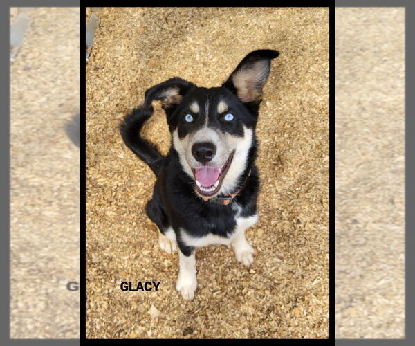 Medium Photo #3  Puppy For Sale in , 