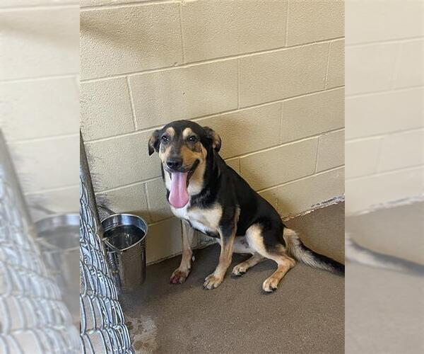 Medium Photo #1 German Shepherd Dog-Unknown Mix Puppy For Sale in Waco, TX, USA