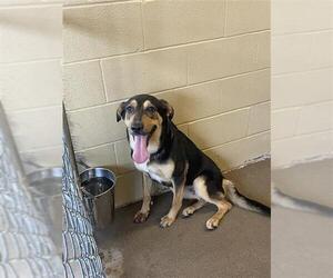 German Shepherd Dog-Unknown Mix Dogs for adoption in Waco, TX, USA