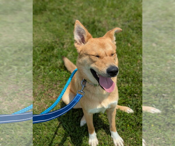 Medium Photo #6 Mutt Puppy For Sale in Holly Springs, NC, USA
