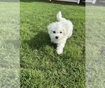 Small #3 Bichon Frise