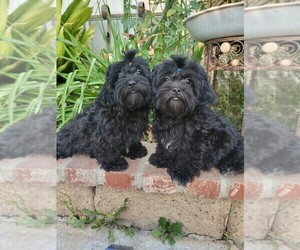 ShihPoo Puppy for sale in TEMECULA, CA, USA