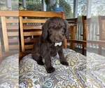 Oscar - Male Labradoodle Puppy for Sale - Photo #6