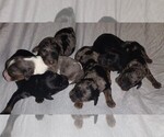 Small Photo #1 Cavapoo Puppy For Sale in EAST PROVIDENCE, RI, USA