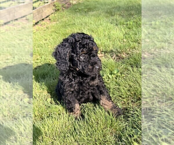 Medium Photo #4 Aussiedoodle Puppy For Sale in ASHEVILLE, NC, USA