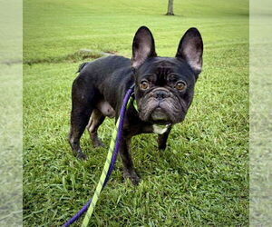 French Bulldog Dogs for adoption in Dumont, NJ, USA
