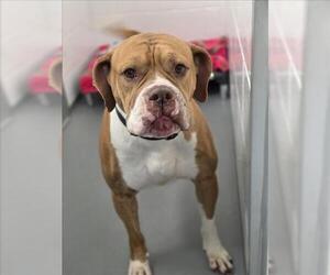 American Bulldog Dogs for adoption in Fort Collins, CO, USA