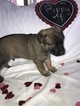 Small Photo #6 Malinois Puppy For Sale in EAGLE POINT, OR, USA