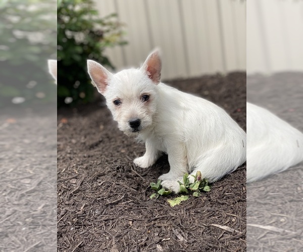 Medium Photo #3 West Highland White Terrier Puppy For Sale in CANOGA, NY, USA