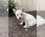 Small #2 West Highland White Terrier