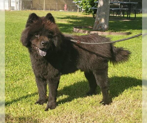 Medium Photo #7 Chow Chow Puppy For Sale in Ventura, CA, USA