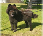 Small Photo #7 Chow Chow Puppy For Sale in Ventura, CA, USA