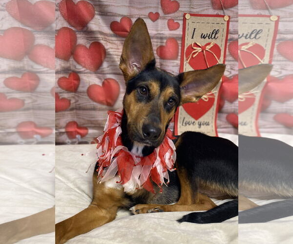 Medium Photo #4 Mutt Puppy For Sale in Hillsboro, MO, USA