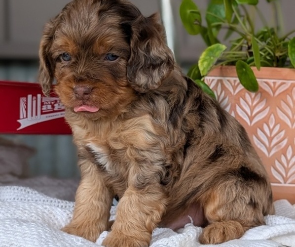 Medium Photo #24 Cockapoo (Miniature) Puppy For Sale in GOSHEN, IN, USA
