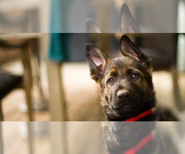 Medium Photo #1 German Shepherd Dog Puppy For Sale in APTOS, CA, USA