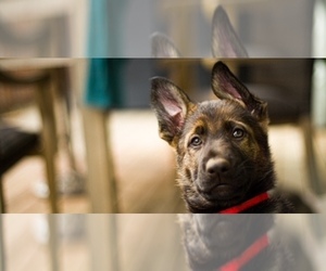 German Shepherd Dog Puppy for sale in APTOS, CA, USA