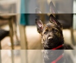 Small Photo #1 German Shepherd Dog Puppy For Sale in APTOS, CA, USA