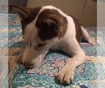 Small Photo #10 Siberian Husky Puppy For Sale in OWENSBORO, KY, USA