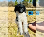 Puppy Bo Poodle (Standard)