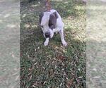 Small American Pit Bull Terrier