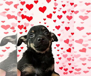 Rat-Cha Dogs for adoption in MIDWAY, UT, USA