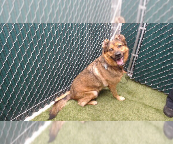 Medium Photo #1 German Shepherd Dog Puppy For Sale in Downey, CA, USA