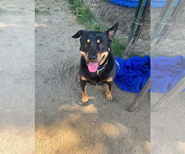 Medium Photo #6 Australian Kelpie-Rottweiler Mix Puppy For Sale in Brewster, NY, USA
