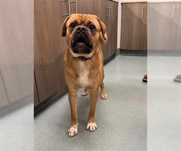 Medium Photo #1 Puggle Puppy For Sale in Baytown, TX, USA