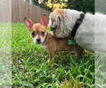 Small #3 Chihuahua Mix
