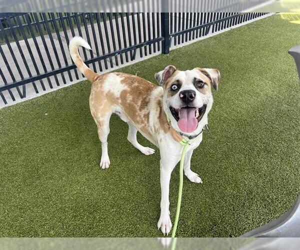 Medium Photo #1 Catahoula Leopard Dog-Unknown Mix Puppy For Sale in Waco, TX, USA