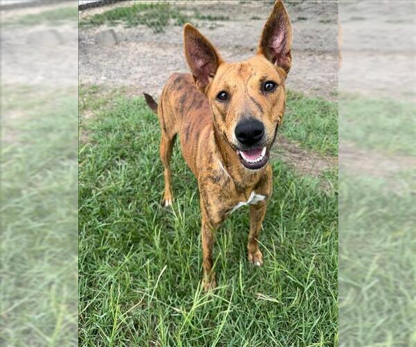 Medium Photo #1 Mutt Puppy For Sale in Conroe, TX, USA