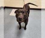 Small American Staffordshire Terrier Mix