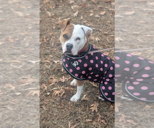 Medium Photo #7 American Bulldog-American Staffordshire Terrier Mix Puppy For Sale in Lawrenceville, NJ, USA
