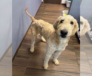 Mutt Dogs for adoption in Hilton Head, SC, USA