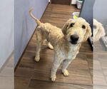 Small Mutt