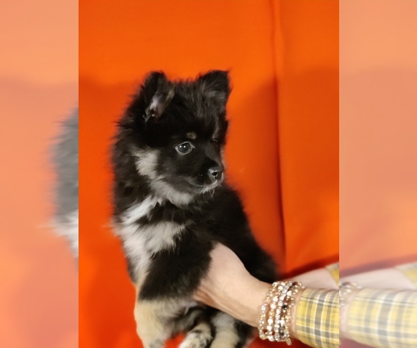 Medium Photo #5 Pomsky Puppy For Sale in TAYLORSVILLE, KY, USA