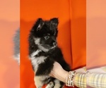 Small Photo #5 Pomsky Puppy For Sale in TAYLORSVILLE, KY, USA