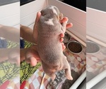 Small Photo #8 English Bulldog Puppy For Sale in OZARK, AL, USA