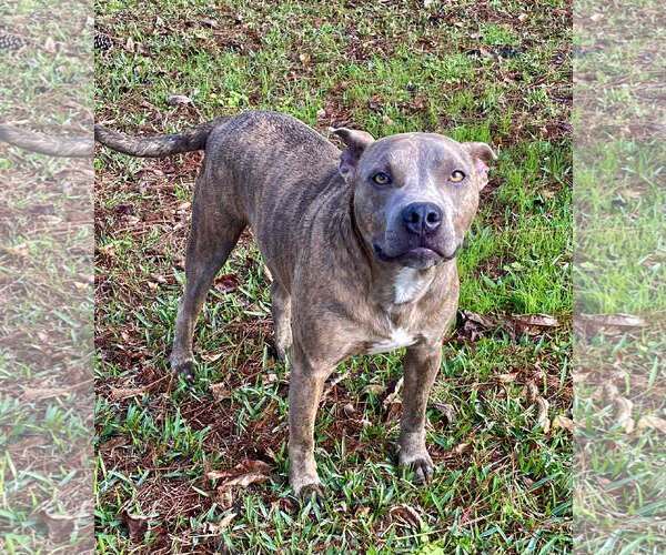 Medium Photo #1 American Pit Bull Terrier Puppy For Sale in Oakhurst, NJ, USA