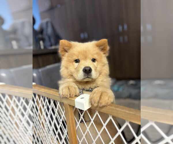Medium Photo #1 Chow Chow Puppy For Sale in Prescott, Ontario, Canada