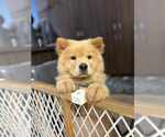 Small Chow Chow