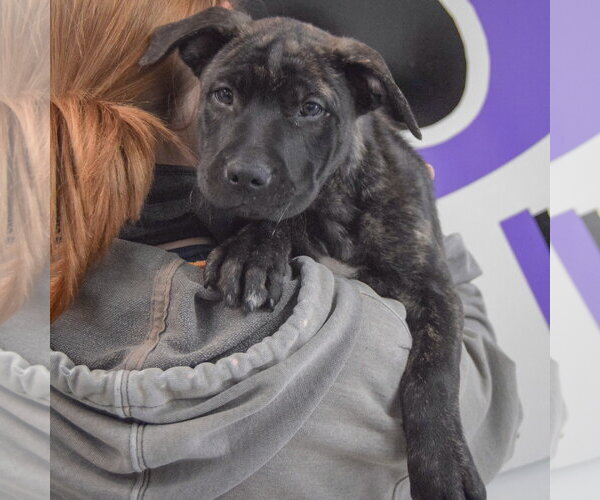 Medium Photo #6 American Staffordshire Terrier-Unknown Mix Puppy For Sale in Huntley, IL, USA