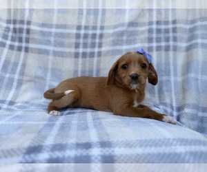 Beagle-Labradoodle Mix Puppy for sale in LAKELAND, FL, USA