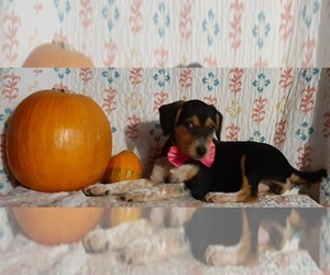 Australian Cattle Dog-Beagle Mix Puppy for sale in LANCASTER, PA, USA