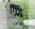 Small Photo #1 Great Dane Puppy For Sale in TREMPEALEAU, WI, USA